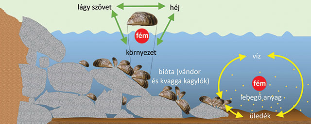 A kagylók szerepe a Balatonban